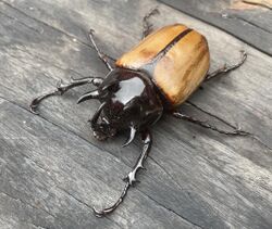 5 horned rhino beetle.jpg