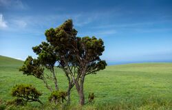 A lonely Azores Tree Heath (Erica azorica) near Ponta dos Rosais, São Jorge, Azores, Portgual (PPL3-Altered) julesvernex2.jpg