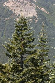 Mountain fir trees