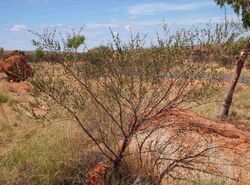 Acacia monticola.jpg