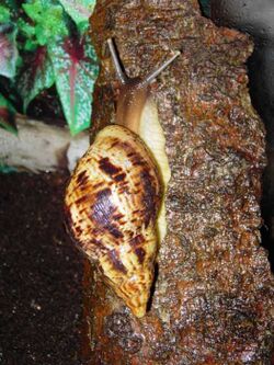 Achatina reticulata.jpg