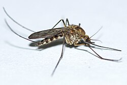 Aedes communis.jpg