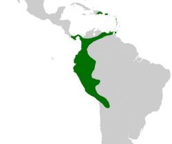 Aiphanes occurs in northwestern South America, south into Bolivia and east to northeastern Venezuela, in Panama and in Trinidad, Puerto Rico and eastern Hispaniola.