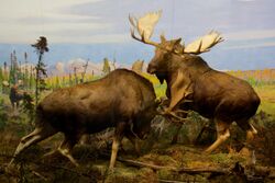 Alaska Moose at the American Museum of Natural History.jpg