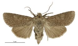 Aletia s.l. sollennis female.jpg