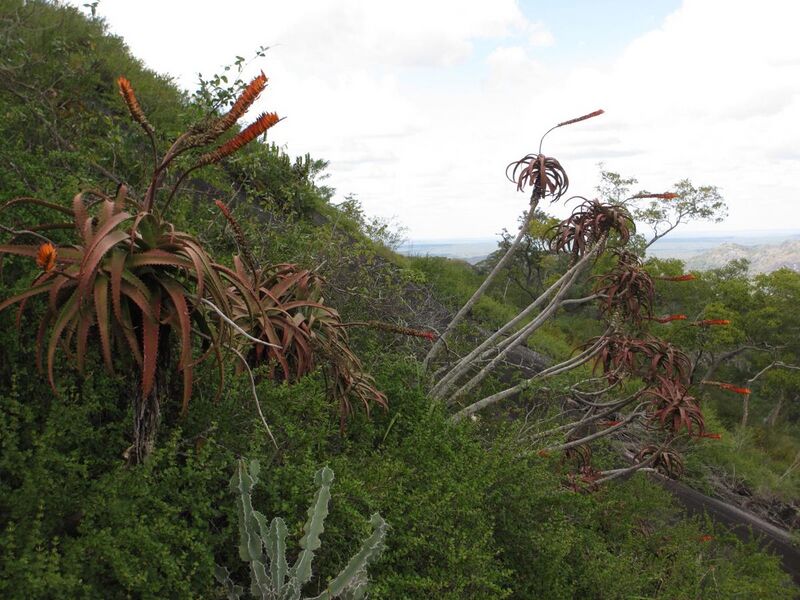 File:Aloe mawii - shrubs (7708662006).jpg