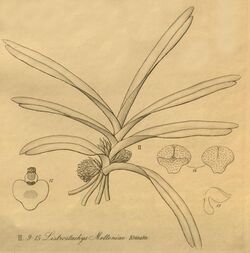 Ancistrorhynchus metteniae (as Listrostachys metteniae) – Dendrobium stuposum (as Dendrobium sphegidoglossum) – Xenia 3-270 (1900) - cropped.jpg