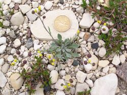 Arctic bladderpod (Physaria arctica).jpg