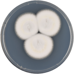 Aspergillus fummigatiaffinis cya.png