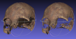 Back face culling skull example.png