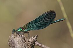 Beautiful demoiselle (Calopteryx virgo) male 3.jpg