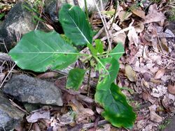 Big leaf shrub Lord Howe Island north.jpg