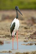 white stork with black head and neck