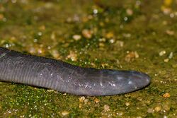 Bombay caecilian head.jpg