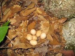 Bonasa umbellus eggs and nest.JPG