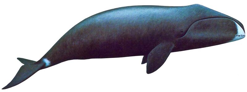 File:Bowhead-Whale1 (16273933365).jpg
