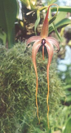 Bulbophyllum echinolabium.jpg