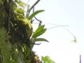 Bulbophyllum guamense Rota 2 (15394346772).jpg