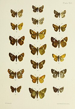 Butterflies from China, Japan, and Corea (1892) (20324109949).jpg