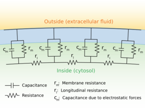 Schematic of resistance and capacitance in an abstract neuronal fiber