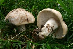 Calocybe gambosa 080420wa.jpg