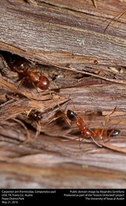 Carpenter Ant (Formicidae, Camponotus sayi) (26593508533).jpg