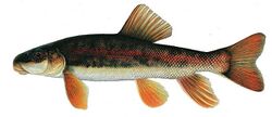 Catostomus microps.jpg