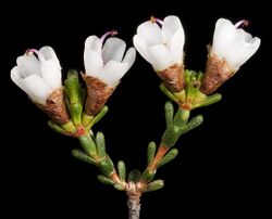 Chamelaucium pauciflorum subsp. pauciflorum - Flickr - Kevin Thiele.jpg
