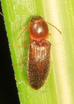 Click Beetle - Limonius nimbatus, Smithsonian Environmental Research Center, Edgewood, Maryland.jpg