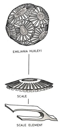 Coccolithophorids-Emiliania-huxleyi.jpg