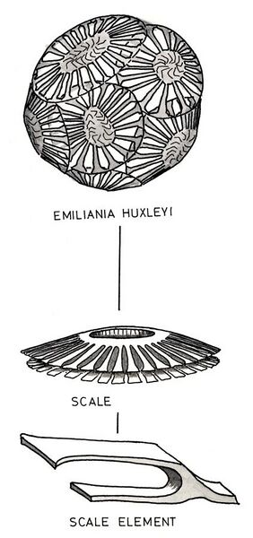 File:Coccolithophorids-Emiliania-huxleyi.jpg