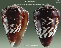 Conus decoratus 1.jpg