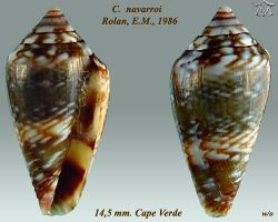 Conus navarroi 2.jpg