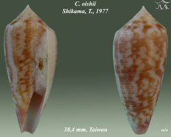 Conus oishii 1.jpg