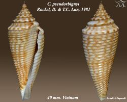 Conus pseudorbignyi 1.jpg