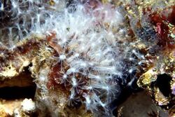 Cornularia cornucopiae coral