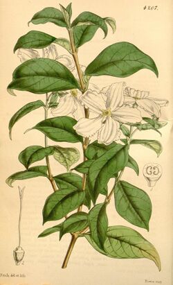 Curtis's botanical magazine (Plate 4207) (8571503985).jpg