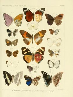 Dewitz 1879AfricanButterfliesTafXXVI.jpg