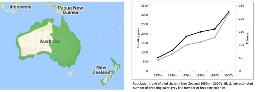 Distribution of pied cormorant in Australia and New Zealand[8] and the population trends in New Zealand[9]