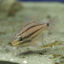 Doederlein's cardinalfish Apogon doederleini.jpg