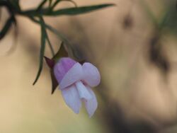 Eremophila granitica flower.JPG