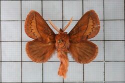 Euthrix ochreipuncta1.jpg