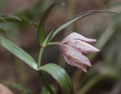 Fritillaria japonica (flower s6).JPG