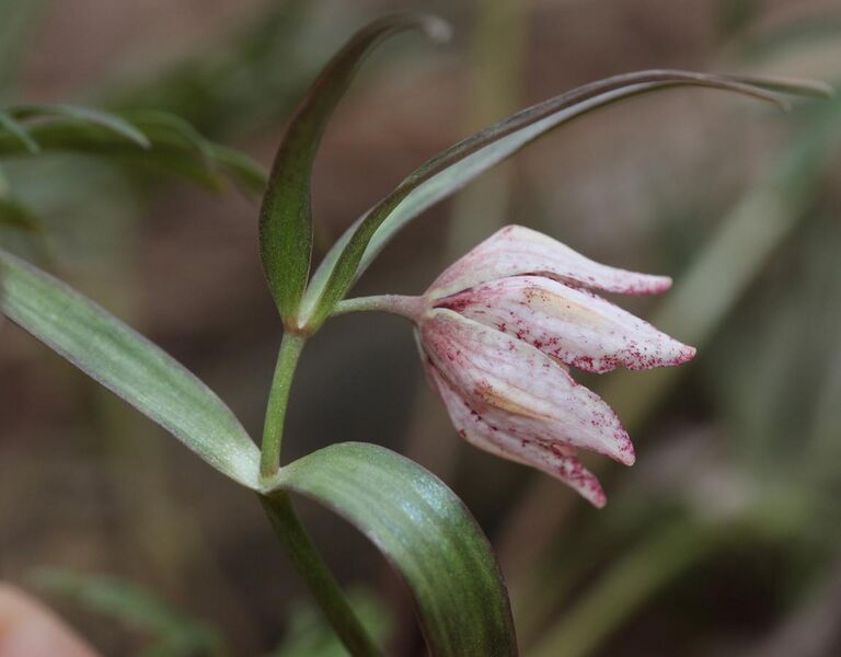 File:Fritillaria japonica (flower s6).JPG