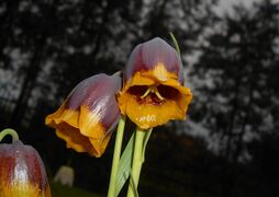 Fritillaria michailovskyi 2016-04-19 7839.JPG