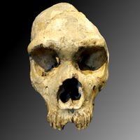 Gibraltar Skull (1)a.jpg