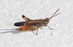 Grasshopper April 2008-3.jpg