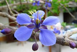 Guaiacum coulteri.jpg