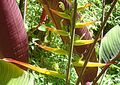 Heliconia gloriosa (9712500413).jpg