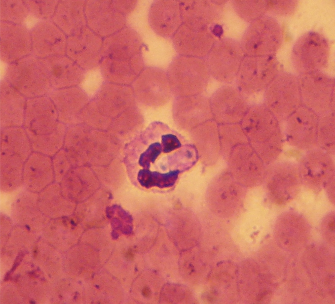 File:Hepatozoon canis.png